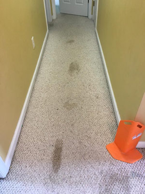 Carpet Cleaning