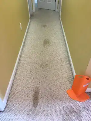 Carpet Cleaning